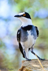 White-tailed Shrike