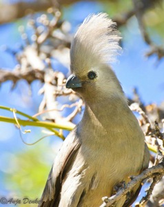 Grey Go-away-bird