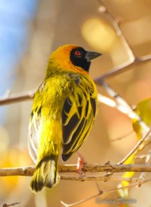 Southern Masked-Weaver