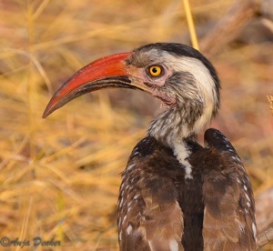 Red-billed Hornbill, Caprivi