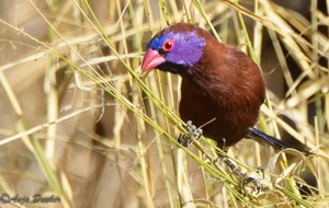Violet-eared Waxbill