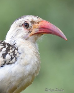 Damara Hornbill in our garden