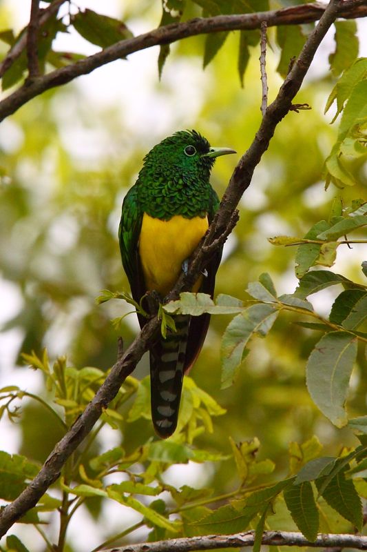 African Emerald Cuckoo