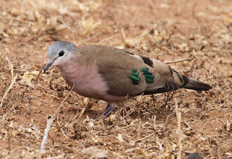Emerald-spotted Wood-Dove