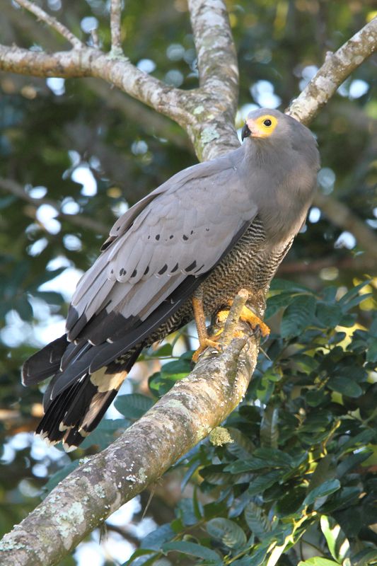 African Harrier-Hawk