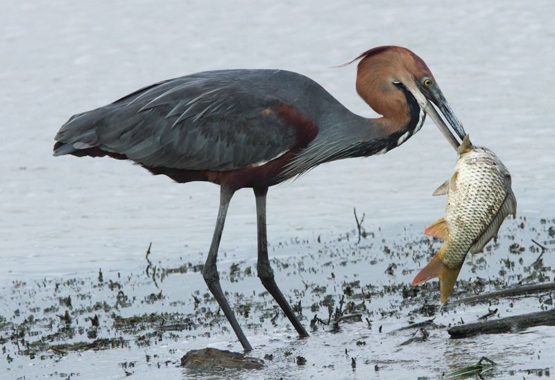 Goliath Heron