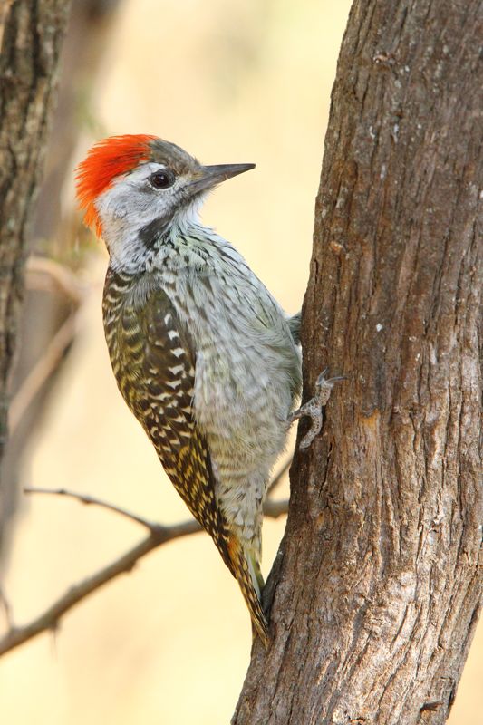 Cardinal Woodpecker