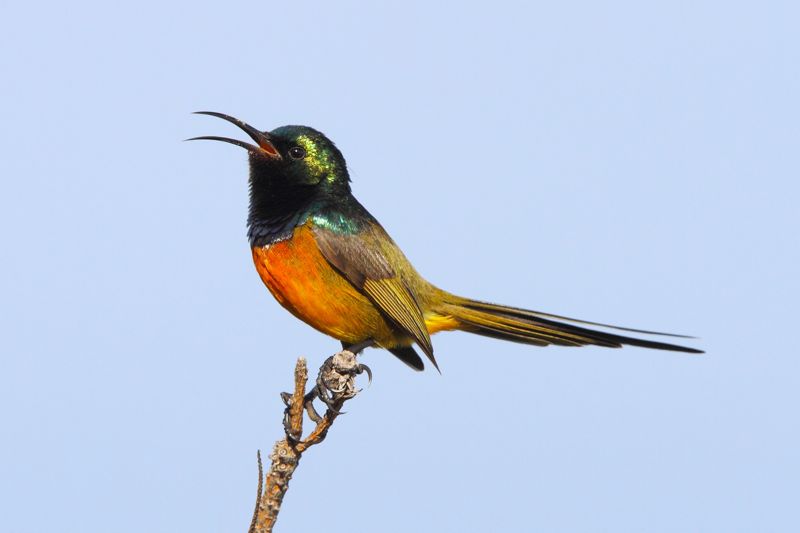 Orange-breasted Sunbird