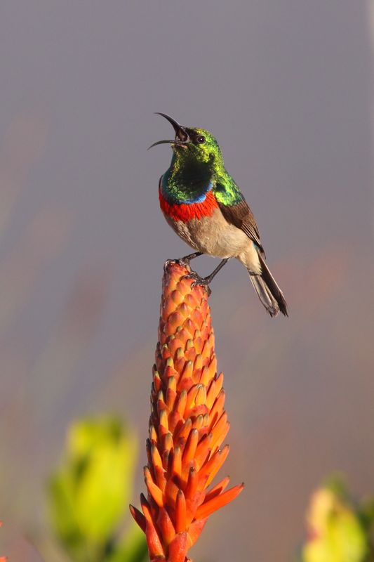 Southern Double-collared Sunbird