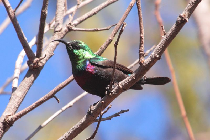 Marico Sunbird