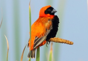 Southern Red Bishop