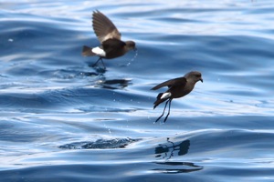 Wilson's Storm-Petrel