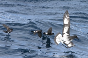 Wilson's Storm-Petrel & Pintado Petrel
