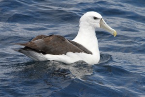 Shy Albatross 
