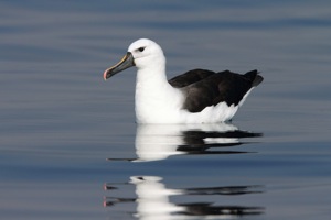 Indian Yellow-nosed Albatross 