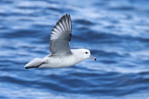 Southern Fulmar