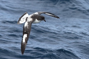 Pintado Petrel