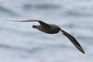 White-chinned Petrel