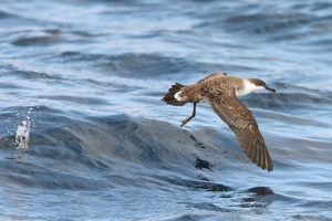 Great Shearwater