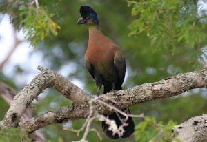 Purple-crested Turaco