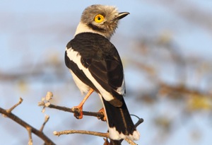 White-crested Helmet-Shrike 
