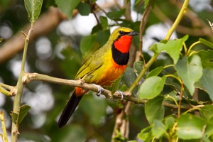 Gorgeous Bush-Shrike 