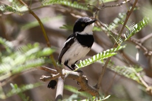 Pririt Batis