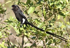 Magpie Shrike 