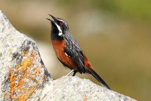 Cape Rock-jumper