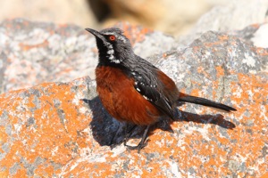 Cape Rock-jumper