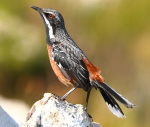 Cape Rock-jumper