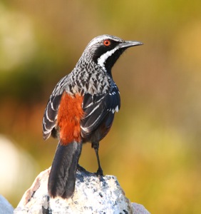 Cape Rock-jumper
