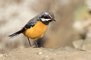 Drakensberg Rockjumper