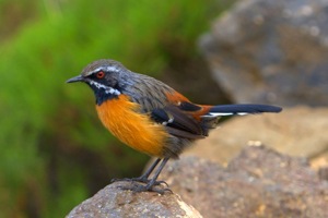 Drakensberg Rockjumper