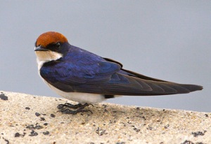 Wire-tailed Swallow