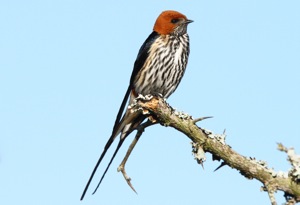 Lesser Striped Swallow