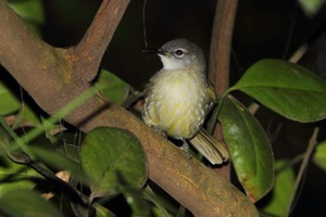 Yellow-streaked Greenbul