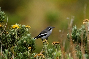 Fairy Flycatcher