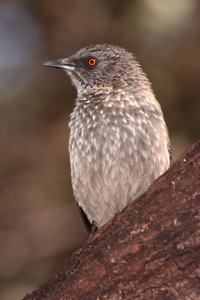 Arrow-marked Babbler 
