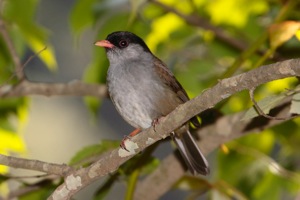 Bush Blackcap