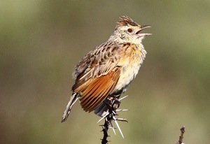 Rufous-naped Lark