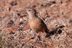 Spike-heeled Lark
