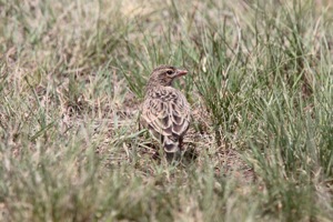Botha's Lark