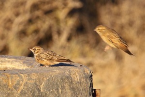 Sclater's Lark mating