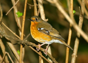 Orange Ground-Thrush