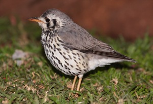 Groundscraper Thrush