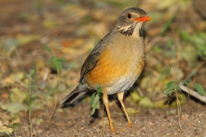 Kurrichane Thrush