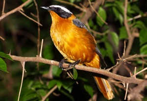 White-browed Robin-Chat