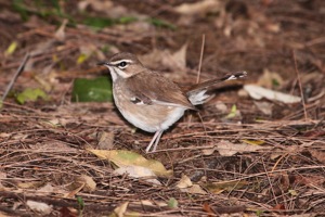 Brown Scrub-Robin