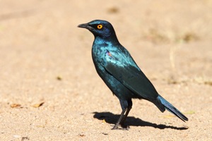 Cape Glossy Starling 